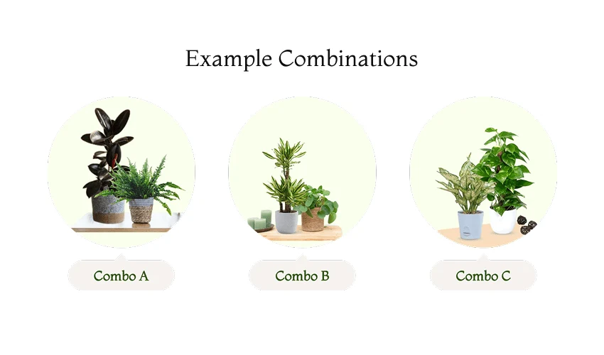 Texture Mix How to Style Your Indoor Aesthetic Plant Setup The 5 Step Formula